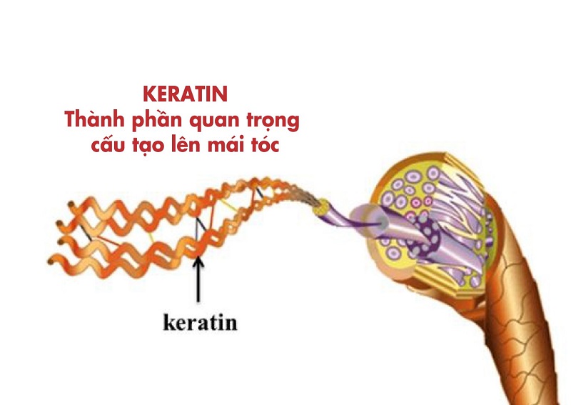 keratin là gì