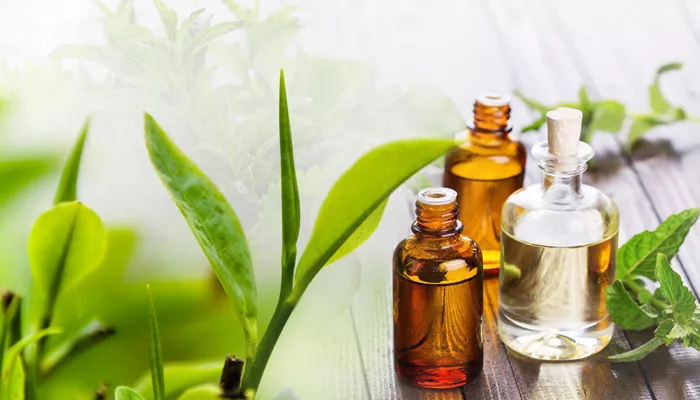 tea tree oil dưỡng da