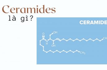 ceramides là gì