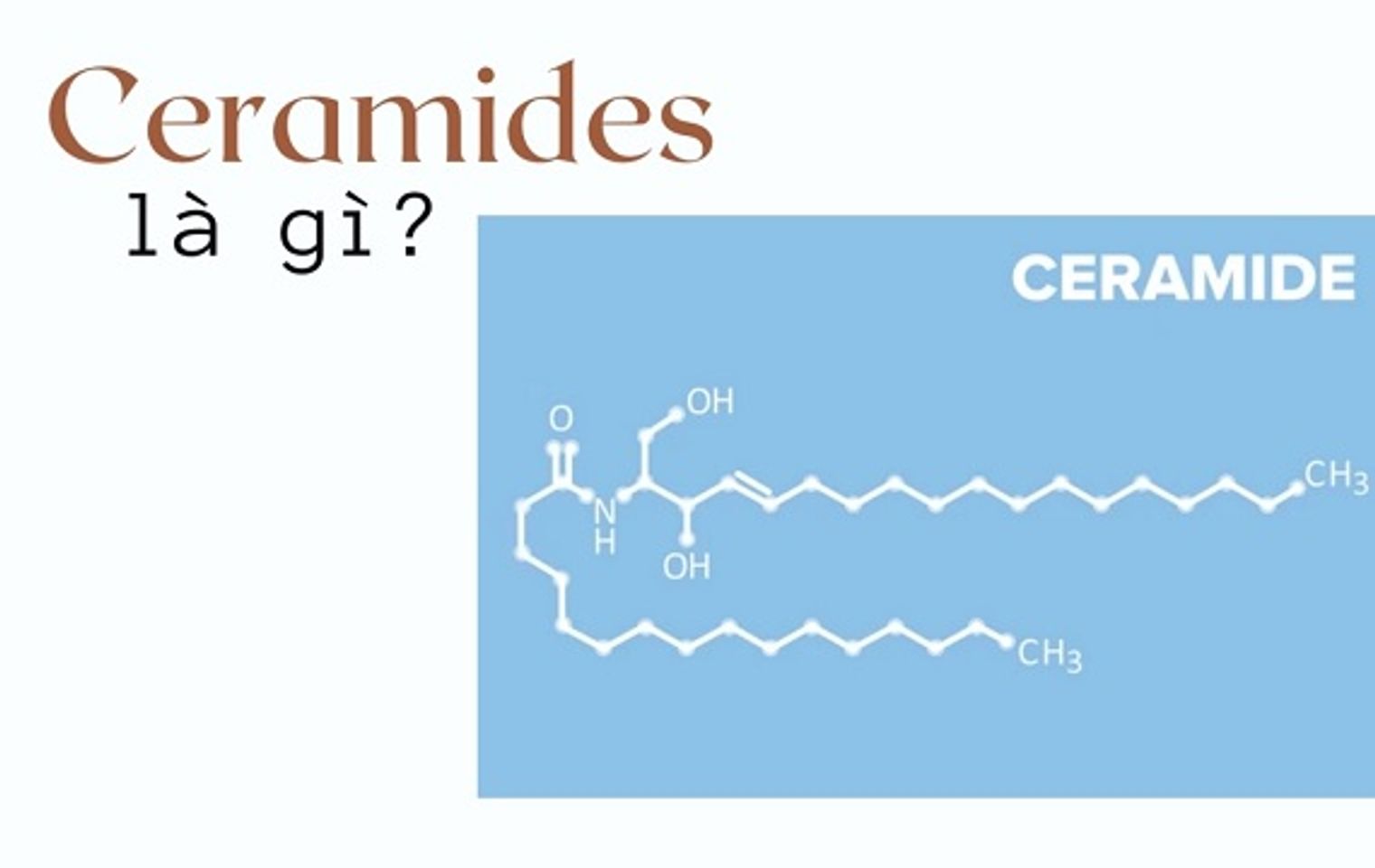 ceramides là gì