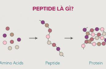 peptide là gì