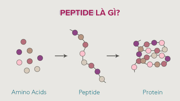 peptide là gì