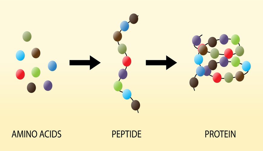 peptide